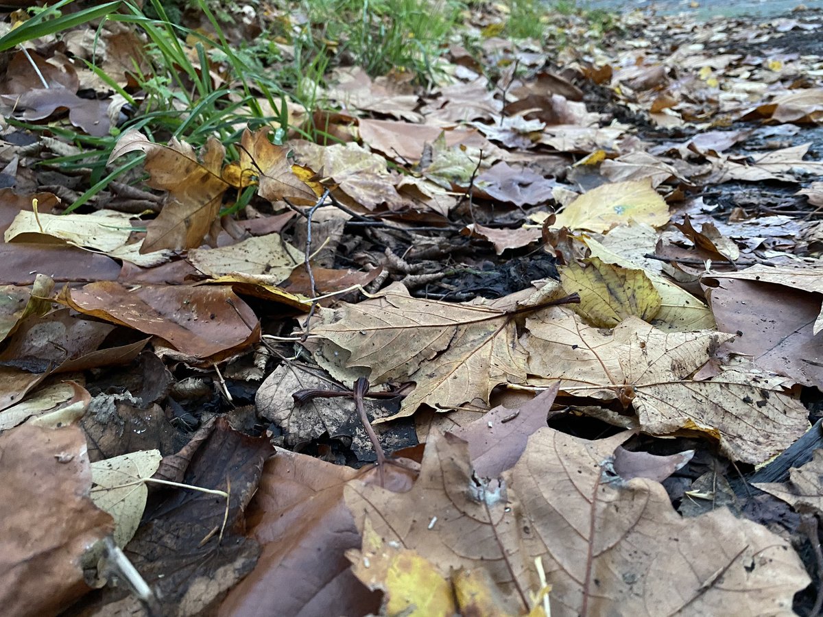 (9/10) Once the tree has extracted everything it can recycle it ditches the rest and the leaf drops to the ground. The biodegradable brown leaf shell is essentially cheap to produce: the internal chemistry is much more expensive 