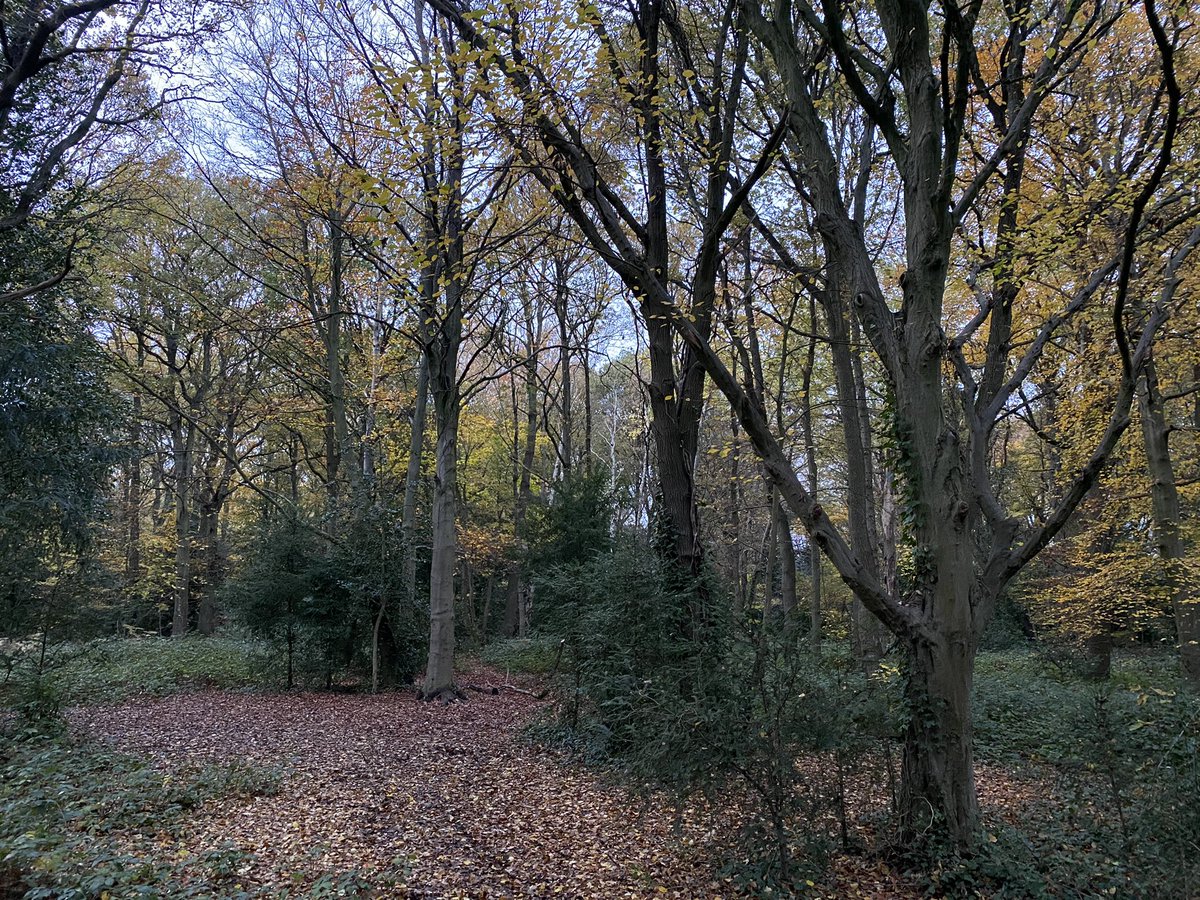 (10/10) So just like hedgehogs go into hibernation during the winter , so too deciduous trees have a big old snooze until it’s warm enough for them get the water going again to make new leaves and more food 