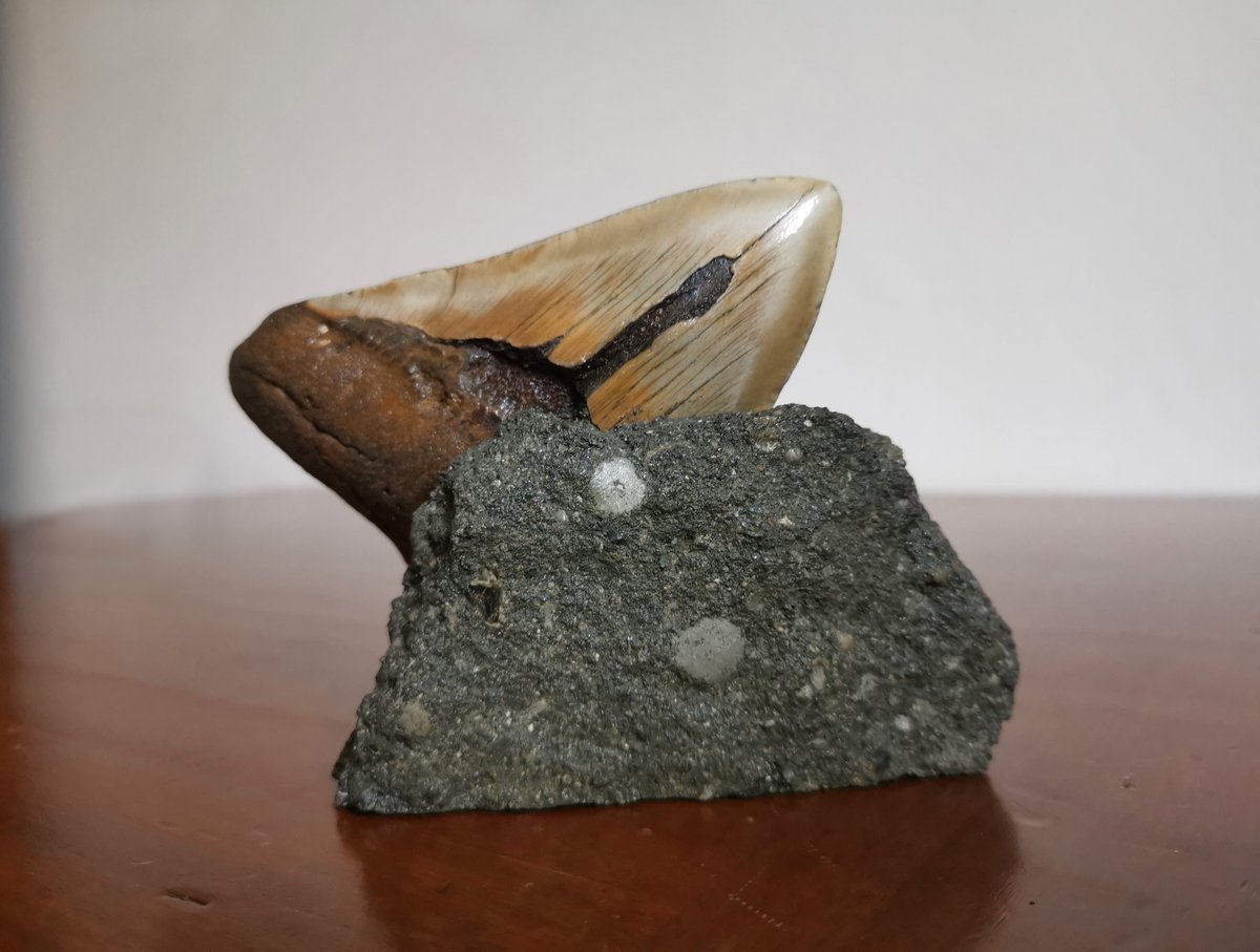 PKruklidis's tweet photo. Chi altro ha la passione per i #fossili?
Ho da poco potuto apprezzare questo universo geologico, soprattutto quello dei #denti di #Megalodonte. 
Soltanto a pensare a questo grande predatore libero negli oceani ho un brivido lungo la schiena...
#Shark #megaldon #tooth #fossil https://t.co/MHM87N9sEg