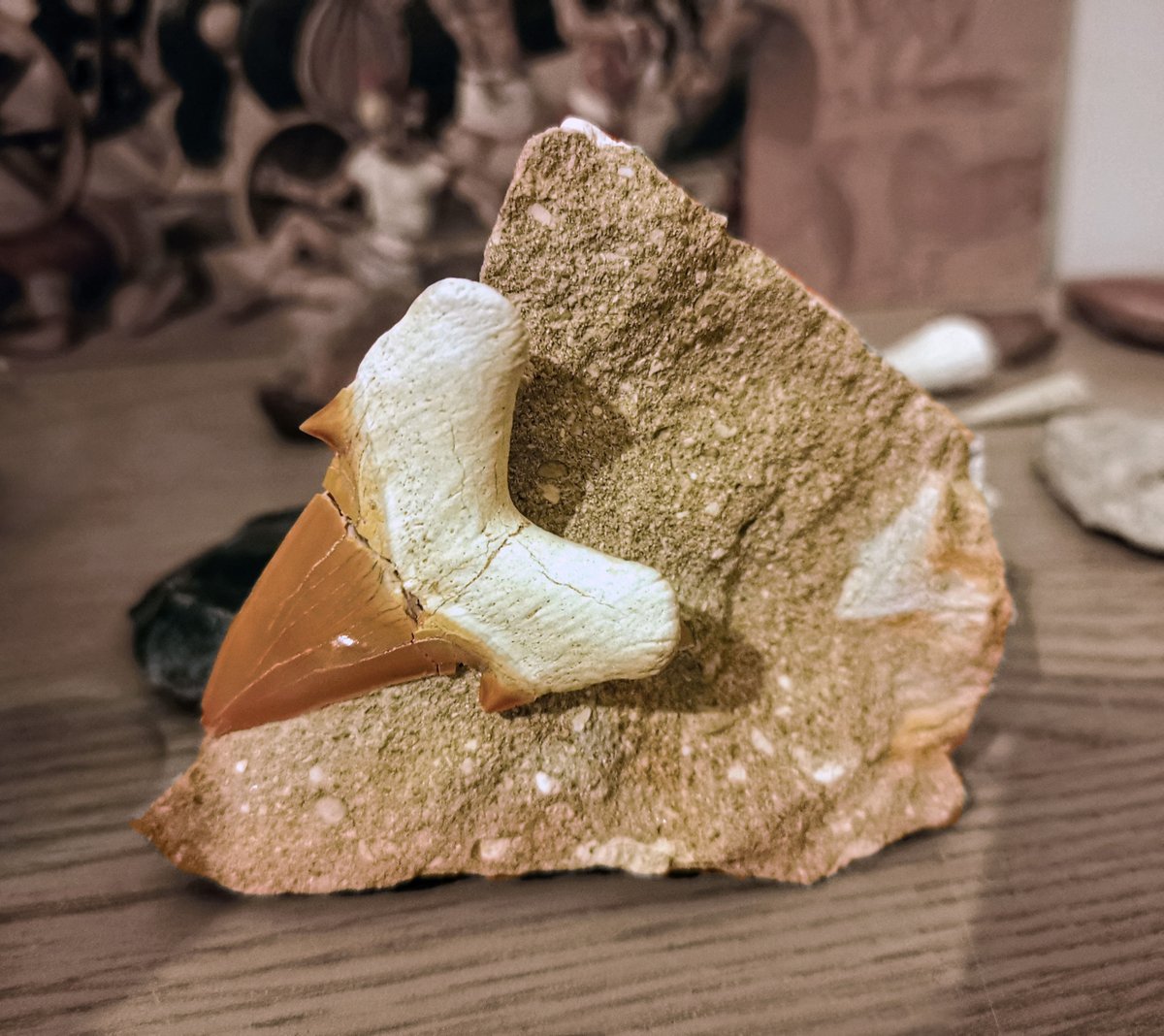 PKruklidis's tweet photo. Chi altro ha la passione per i #fossili?
Ho da poco potuto apprezzare questo universo geologico, soprattutto quello dei #denti di #Megalodonte. 
Soltanto a pensare a questo grande predatore libero negli oceani ho un brivido lungo la schiena...
#Shark #megaldon #tooth #fossil https://t.co/MHM87N9sEg