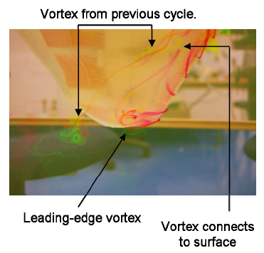 13/n Manta’s produce special kind of effect called a leading edge vortex. This vortex of water, along the front plane of the manta wing can generate considerable thrust and “suck the wing up.”