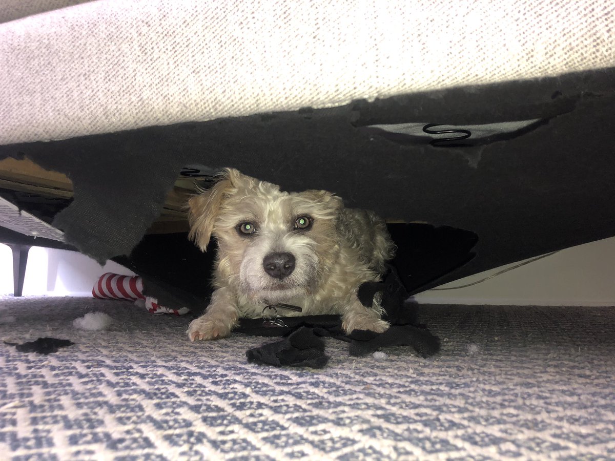 Emijly's tweet photo. accepting donations for a new couch and applications for someone to take this dog off my hands plz and ty https://t.co/7bixofMdBD