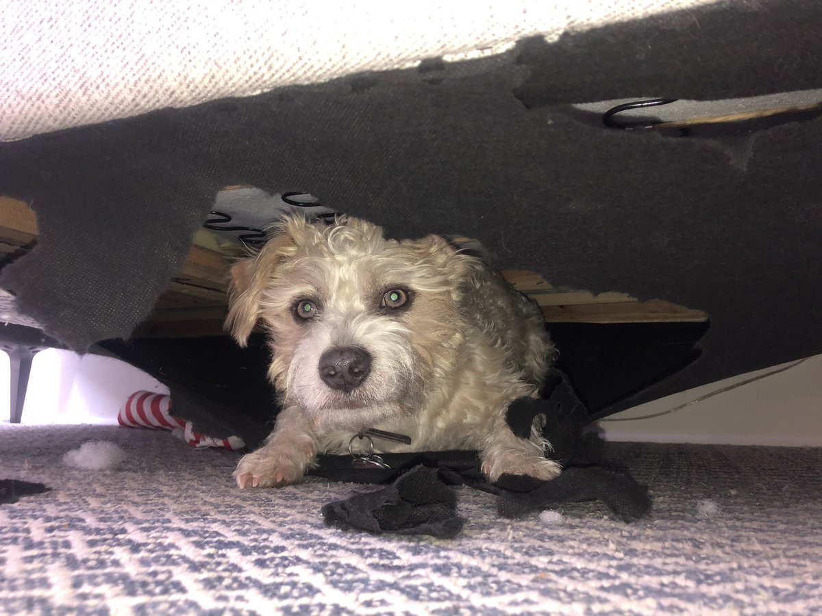 Emijly's tweet photo. accepting donations for a new couch and applications for someone to take this dog off my hands plz and ty https://t.co/7bixofMdBD