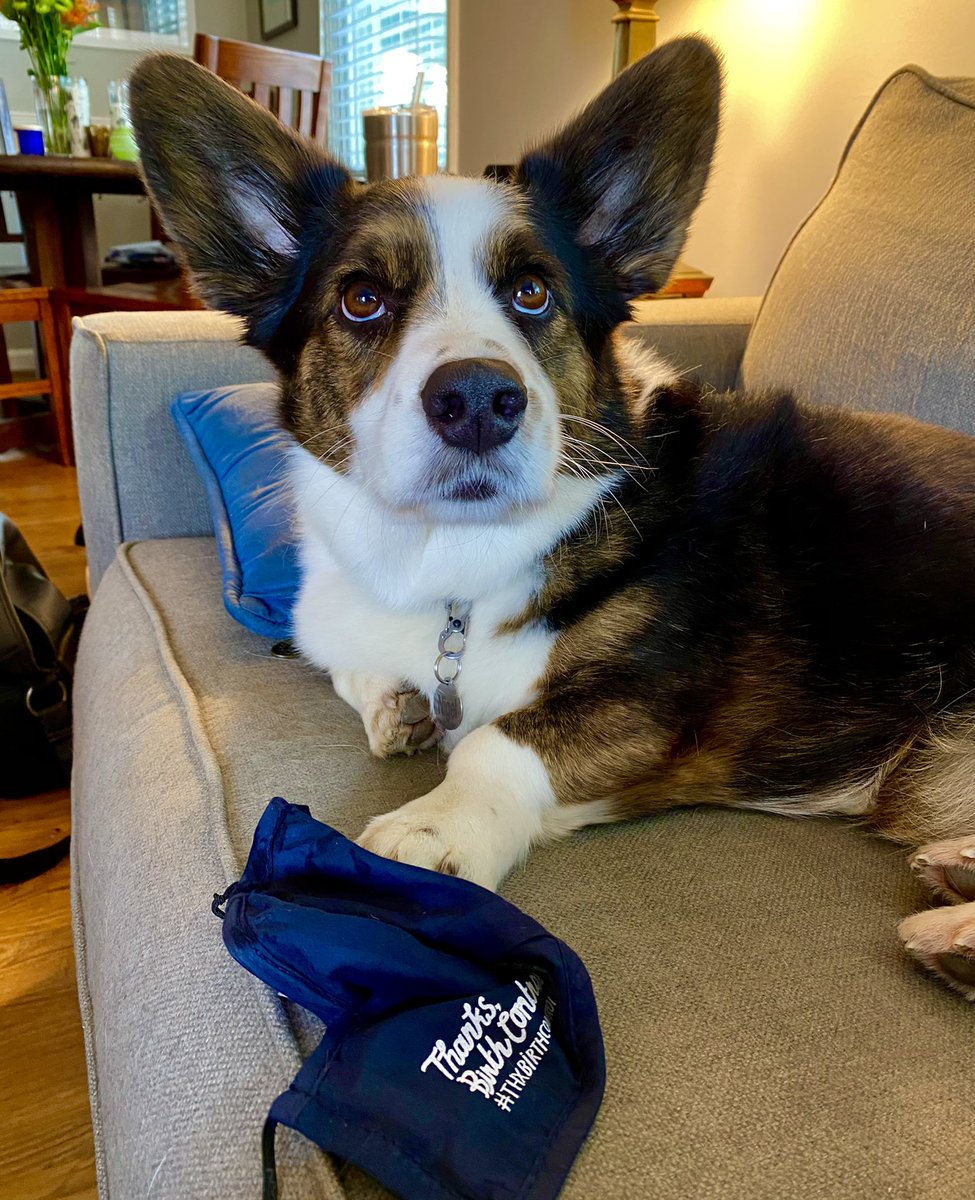 balbert1's tweet photo. Nigel the #corgi can’t wear the mask (ear interference don’t you know), but he wants to say #ThxBirthControl just the same.

@powertodecide @Bedsider https://t.co/sBKBSdWJib