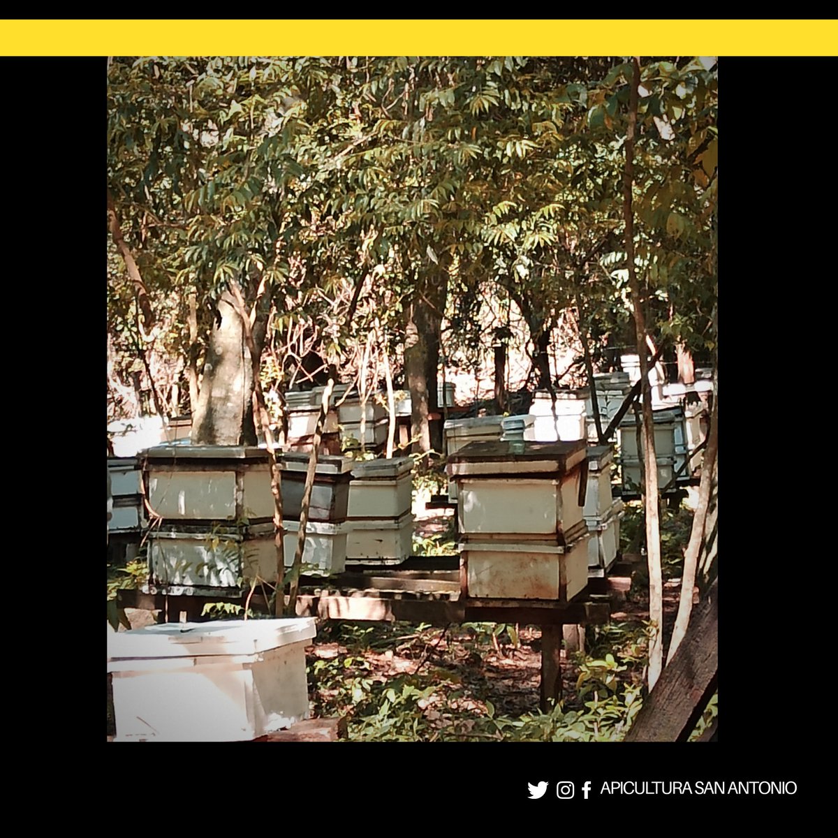 Apiculturasapy's tweet photo. por lo tanto; buscamos dar seguridad a los consumidores de que la sustentabilidad va anclada a cada producto. Tenemos presente de que la sustentabilidad, tanto ambiental como social, es un camino poderoso hacia la innovación y un mundo más sensato 🌱🐝 https://t.co/oSIVsbjxNP