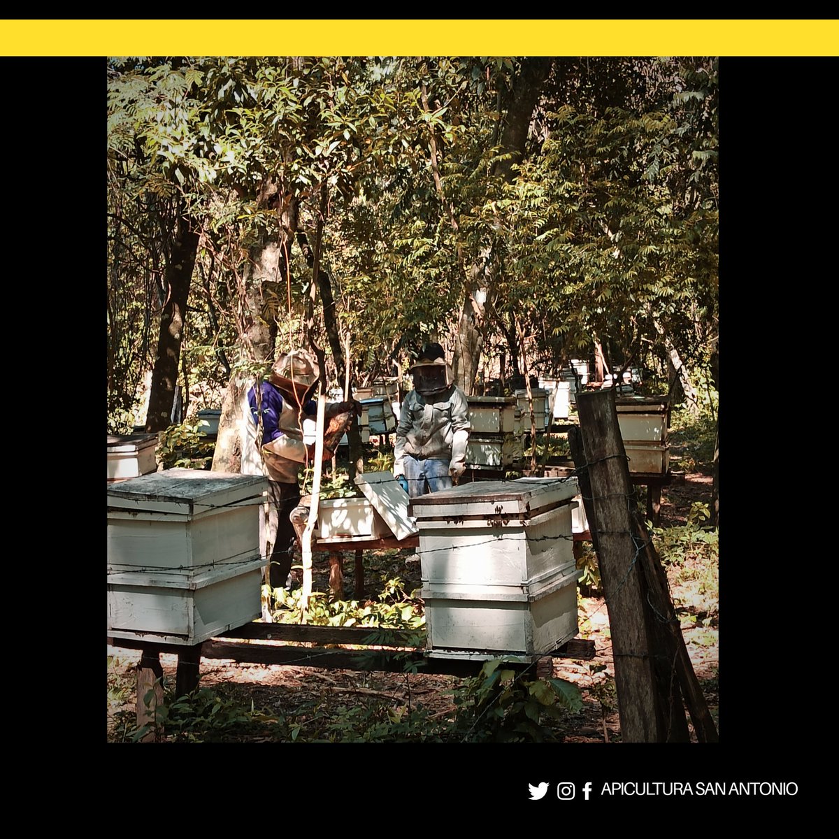 Apiculturasapy's tweet photo. ¡Nos presentamos! 🐝🖤💛

Como equipo estamos convencidos de que los verdaderos frutos de esta noble labor están en la satisfacción de brindar calidad y un mensaje de concienciación ambiental.

Sabemos que dependemos netamente de la naturaleza (sigue) https://t.co/OOIybbkaBH