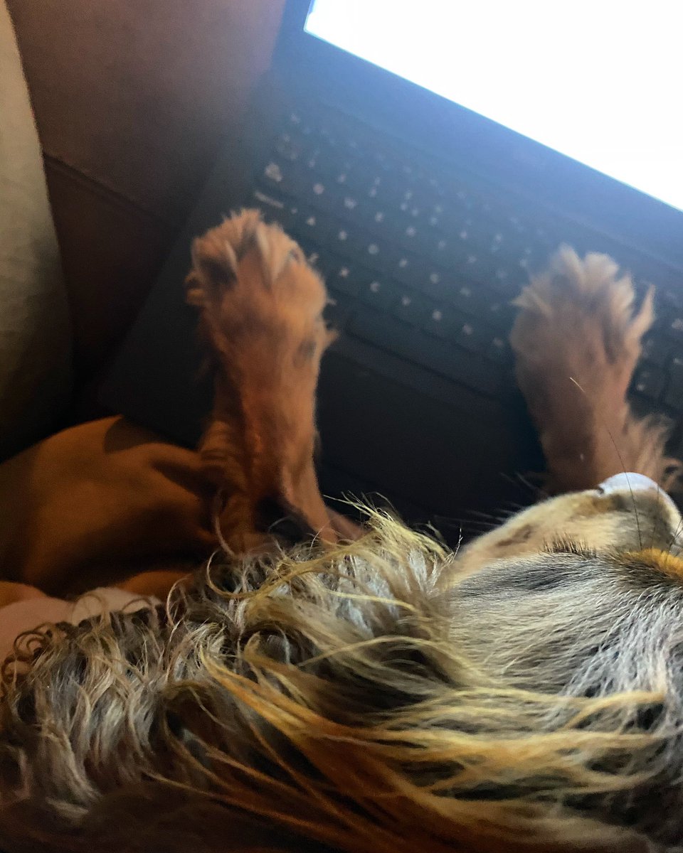 Amy Rowland tweet media