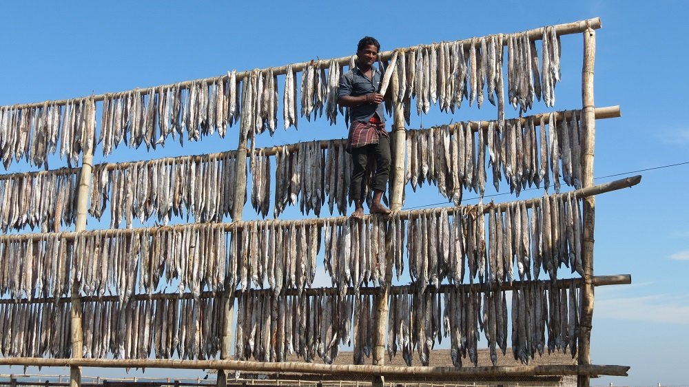 ri_montu's tweet image. The season of #driedfish has come. The main #manpower for the production of dried fish worth crores of taka on the #coast of #Bangladesh is #women and #children.
