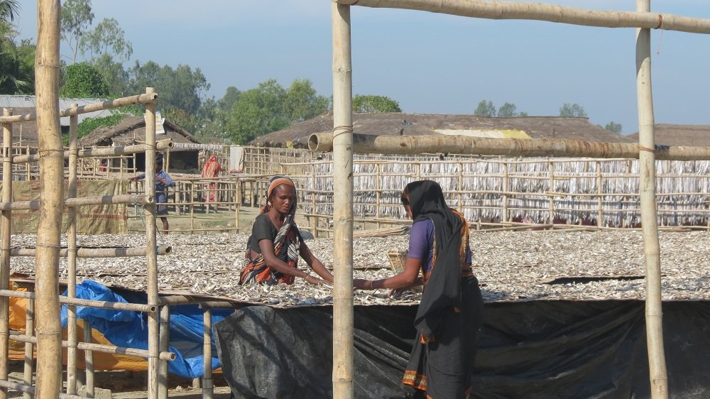 ri_montu's tweet image. The season of #driedfish has come. The main #manpower for the production of dried fish worth crores of taka on the #coast of #Bangladesh is #women and #children.