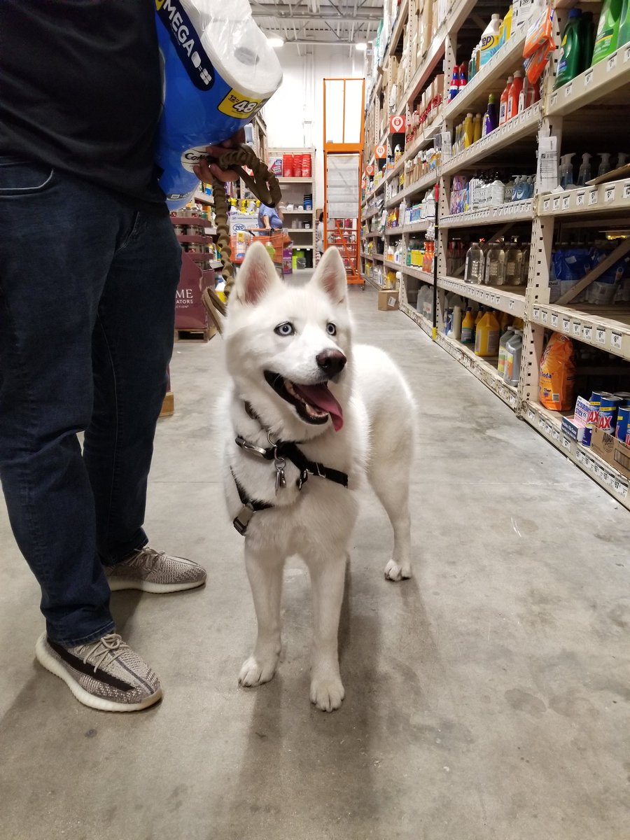 Me recordó tanto a Ghost de Game of Thrones 🥺🥺🥺🥺🥺🥺🥰