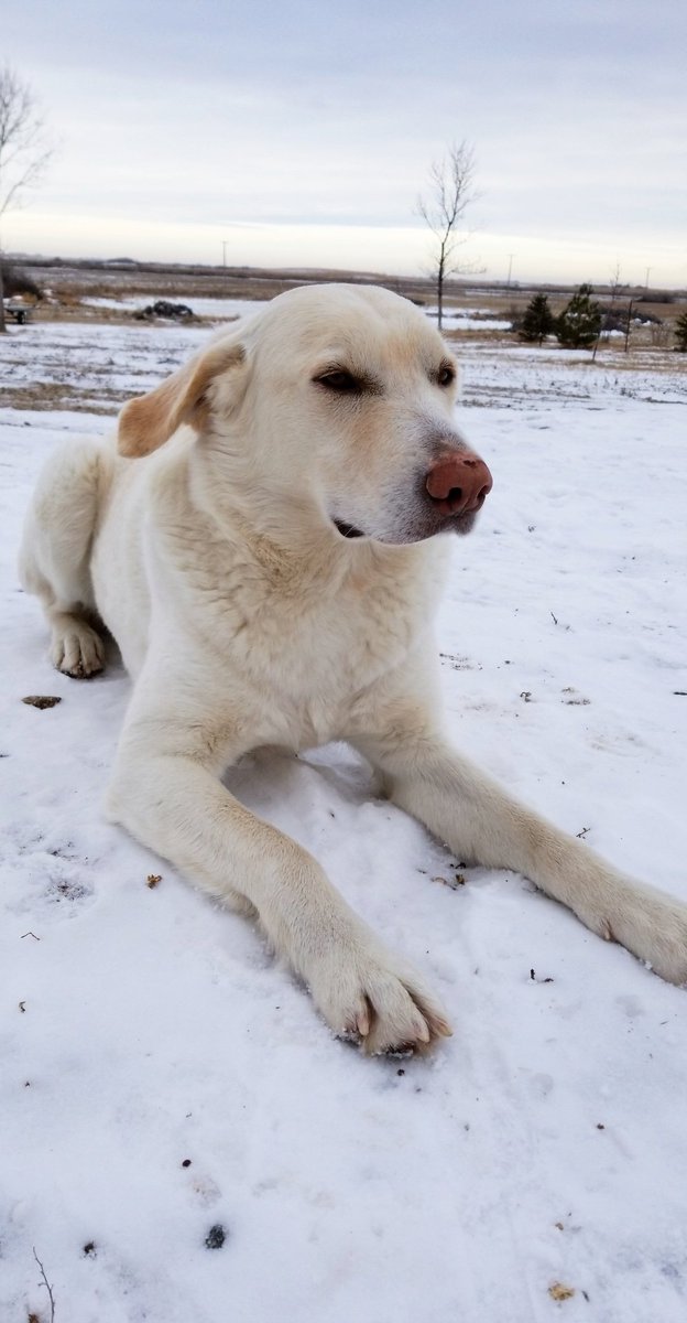 abigail jane (@abigailunruh) on Twitter photo <a href="/SLangeneggerCBC/">Stefani Langenegger</a> <a href="/ccrezqsregina/">CC RezQs Regina</a> <a href="/CBCSask/">CBC Saskatchewan</a> This is Odin! He is from <a href="/ccrezqsregina/">CC RezQs Regina</a> <a href="/SLangeneggerCBC/">Stefani Langenegger</a> <a href="/ccrezqsregina/">CC RezQs Regina</a> <a href="/CBCSask/">CBC Saskatchewan</a> This is Odin! He is from <a href="/ccrezqsregina/">CC RezQs Regina</a>