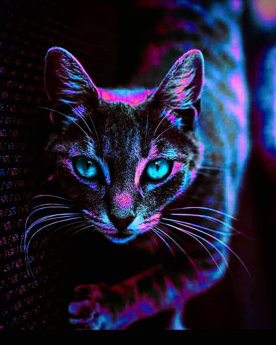 Funny neon cat wallpaper by FortzaYolo - Download on ZEDGE™ | a17c