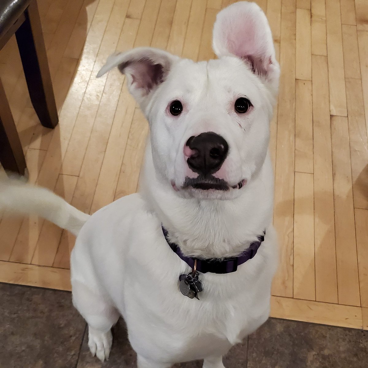michgrodecki's tweet photo. @SLangeneggerCBC I planned to only foster this Deaf girl for @PackProjectSK but ended up not being able to let her to. 85lbs of pure goofball!
#rescuedogsoftwitter https://t.co/BFGt19Fgz5