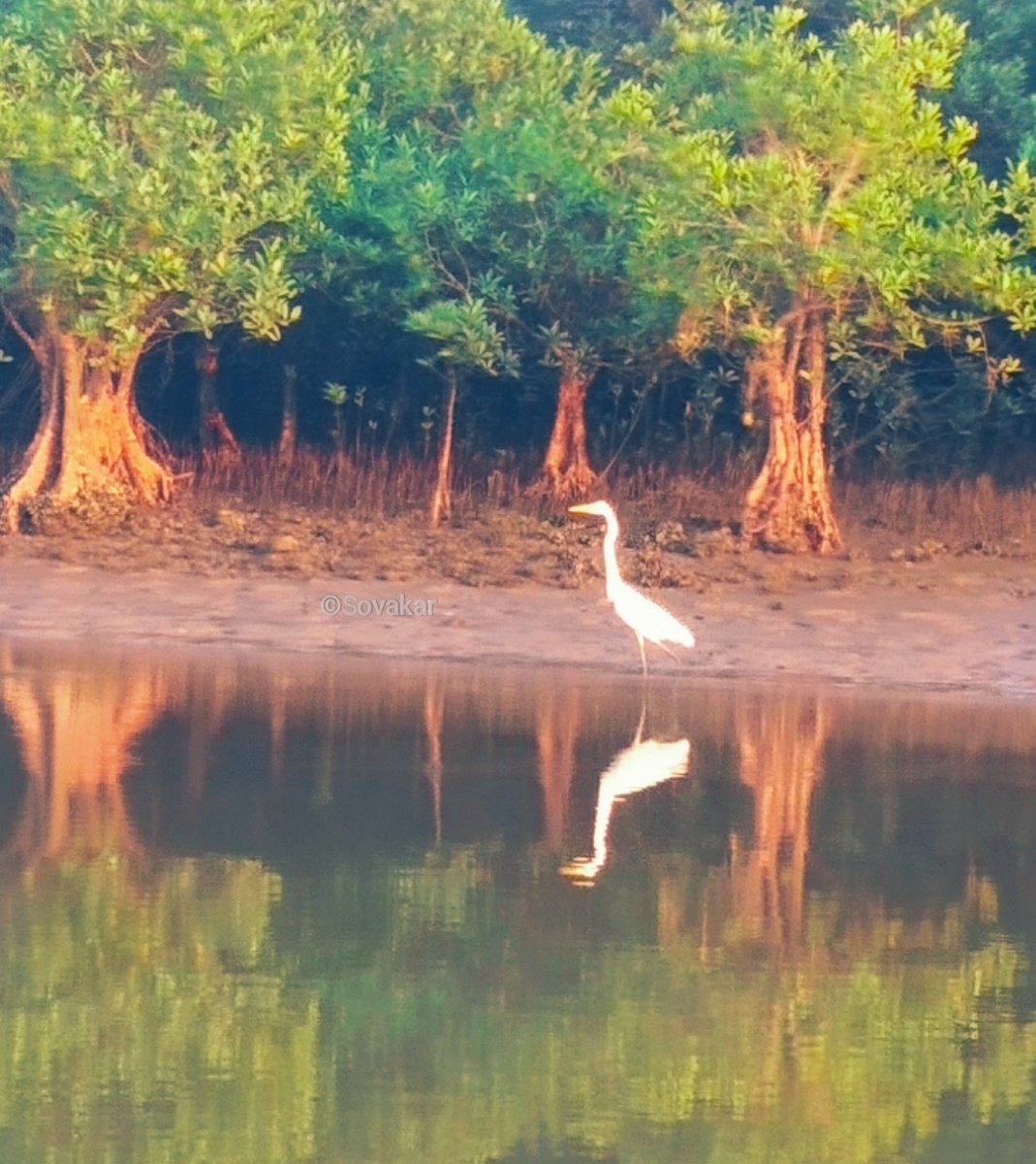 SovakarBYadav's tweet photo. Mother Nature at it's Best !
#DeviCoast
#Mangrove
#Birds
#NatureConservation https://t.co/oPq9m9ejSu