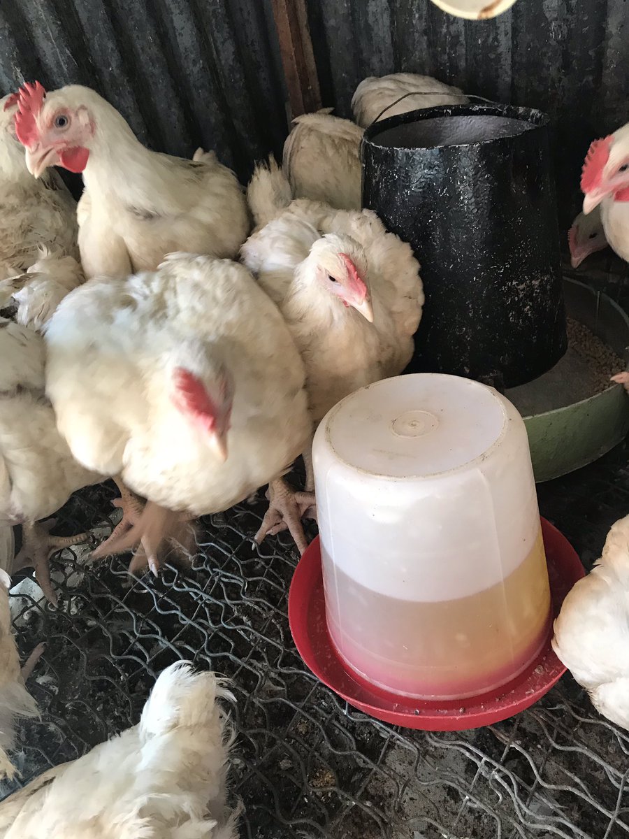 VictorBroilers's tweet photo. Please come and buy your 7 weeks and five days broilers at  3,500 each. There will be a discount on purchases more than five. Thank you. Location is Umuahia, Abia State. https://t.co/YlMnaPlKxz