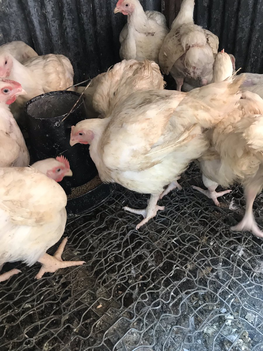 VictorBroilers's tweet photo. Please come and buy your 7 weeks and five days broilers at  3,500 each. There will be a discount on purchases more than five. Thank you. Location is Umuahia, Abia State. https://t.co/YlMnaPlKxz