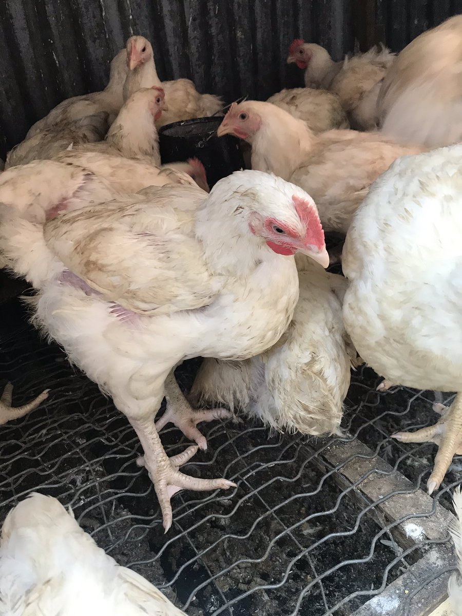 VictorBroilers's tweet photo. Please come and buy your 7 weeks and five days broilers at  3,500 each. There will be a discount on purchases more than five. Thank you. Location is Umuahia, Abia State. https://t.co/YlMnaPlKxz