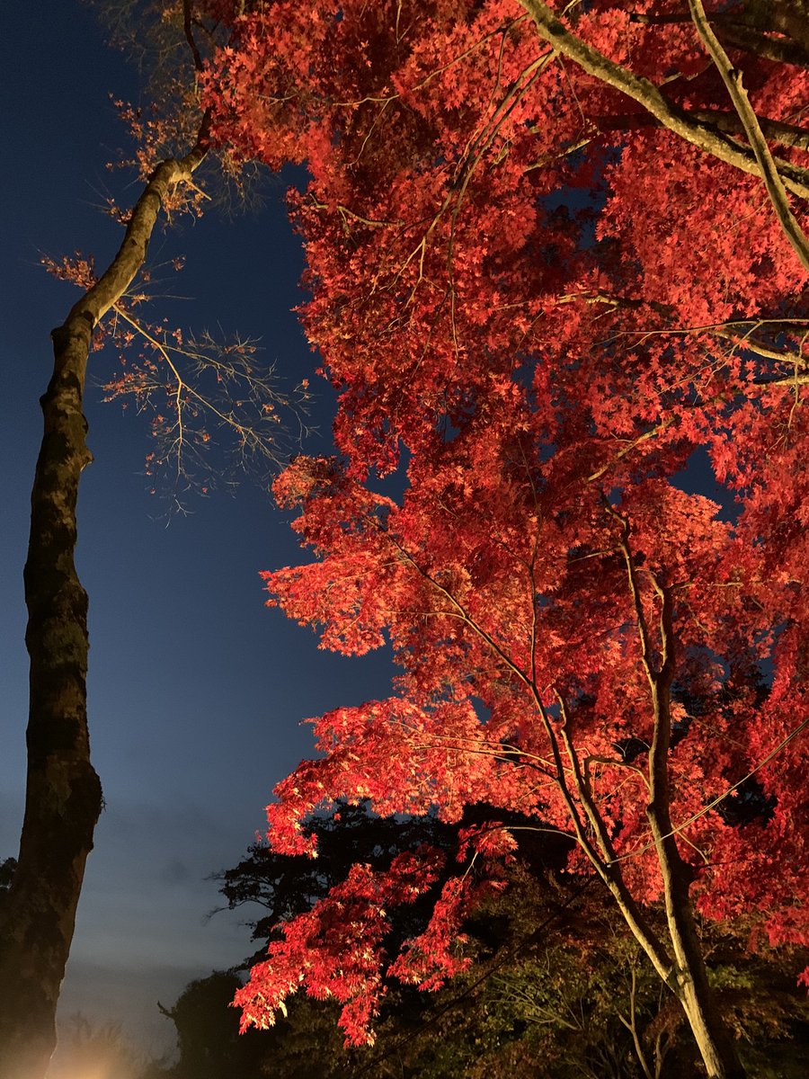 サトヲコウイチ Gnマイスターズ 今日は笠やん Kasayanofficial の撮影のお仕事で 京都府笠置町の 笠置山もみじ公園へ 夜間のライトアップが綺麗 こんなにじっくり紅葉見たの初めてだなあ