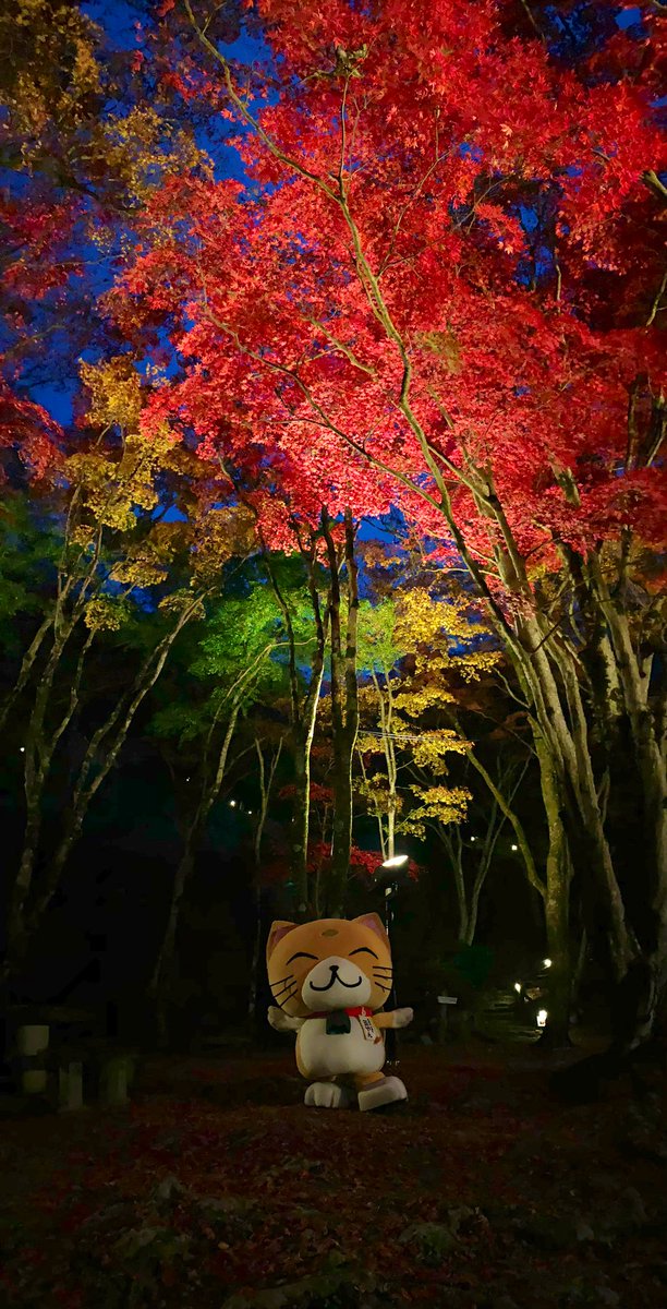 サトヲコウイチ Gnマイスターズ 今日は笠やん Kasayanofficial の撮影のお仕事で 京都府笠置町の 笠置山もみじ公園へ 夜間のライトアップが綺麗 こんなにじっくり紅葉見たの初めてだなあ