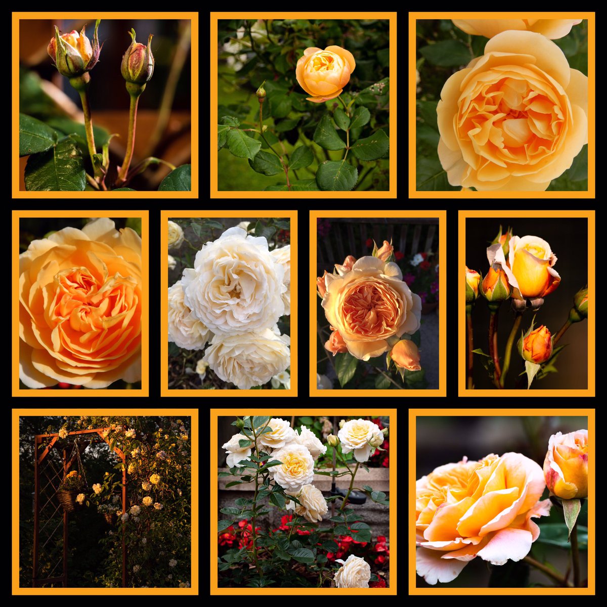 Roses from the garden this year to brighten up this wet,gloomy,grey #RoseWednesday