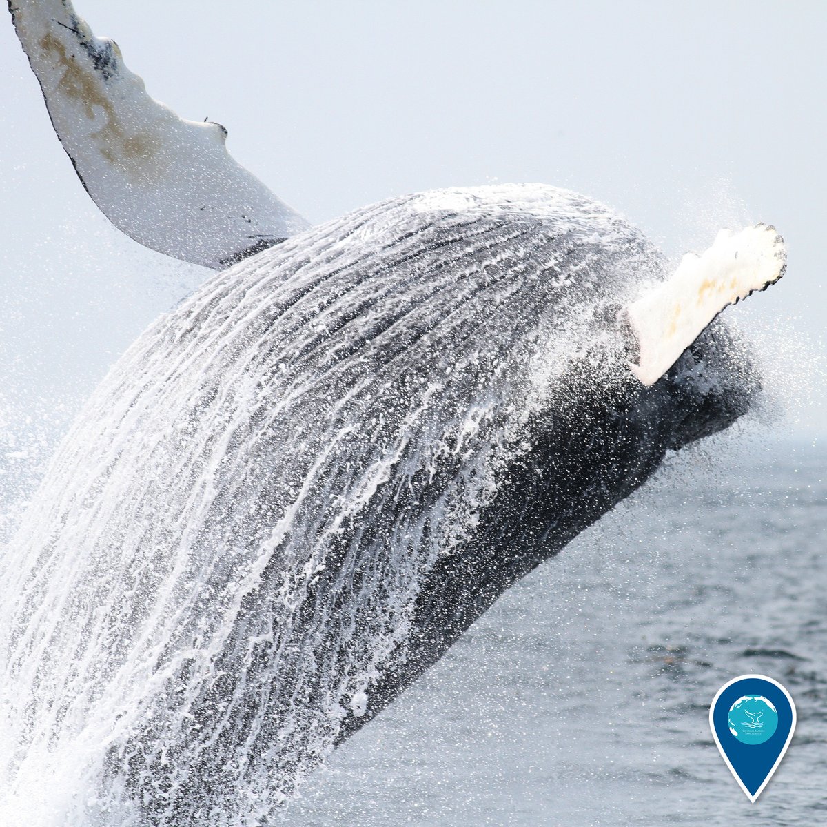 Sanctuaries (NOAA) tweet media