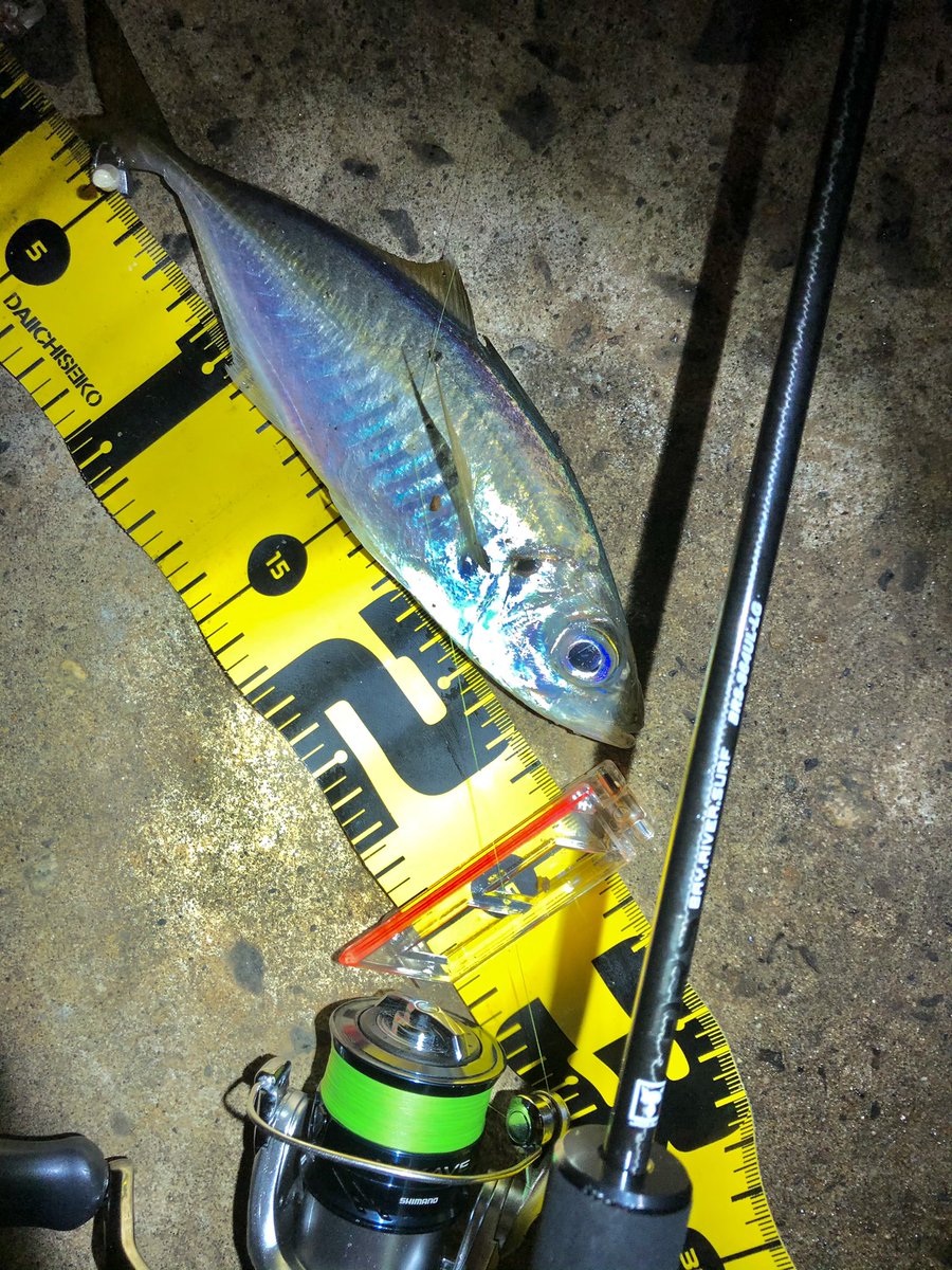 お浮 秋田港アジング最高潮 しごおわからの3時間ほどの釣行でしたが 15 25cmのアジ サバ クロソイが入れ食い状態でした メインで使用したワームはメガバスのあのワーム この時期荒れる日も多いけど 当たれば強い これが秋田の