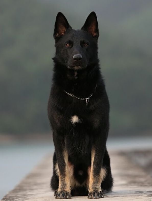 lewis hamilton - german shepherd