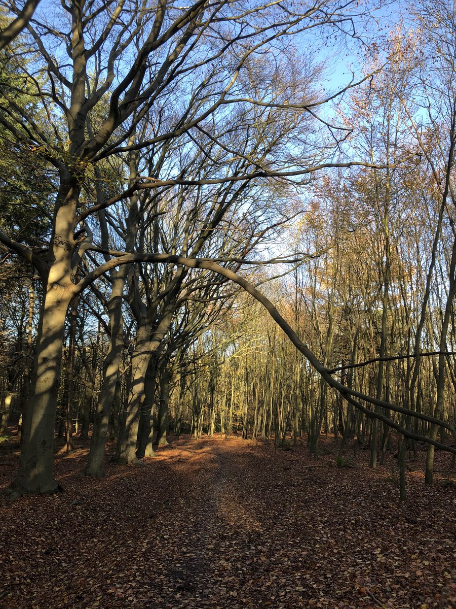 Als coach heb ik zo’n mooi vak. Wat een geluk dat t ook wandelend kan in de prachtige natuur! Een extra dimensie die vaak nog meer losmaakt in iemands proces. Nieuwsgierig? Neem gerust contact op coachwandeling.nl nova-coaching.nl #coachwandeling #natuur #jezelfzijn