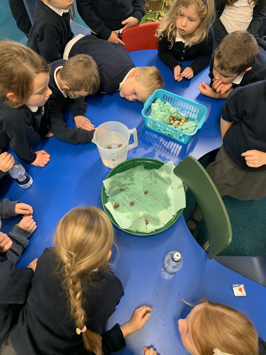RDMScone's tweet image. P1/2 have spend the afternoon exploring floating and sinking. They are investigating why some acorns float and some sink. They are continuing their learning by investigating why? What’s inside the ones that sink? #miniscientists #investigation #exploring