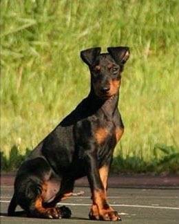max verstappen - manchester terrier