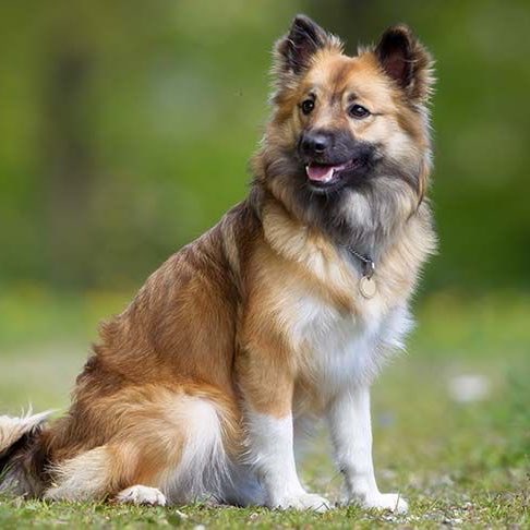 lando norris - icelandic sheepdog