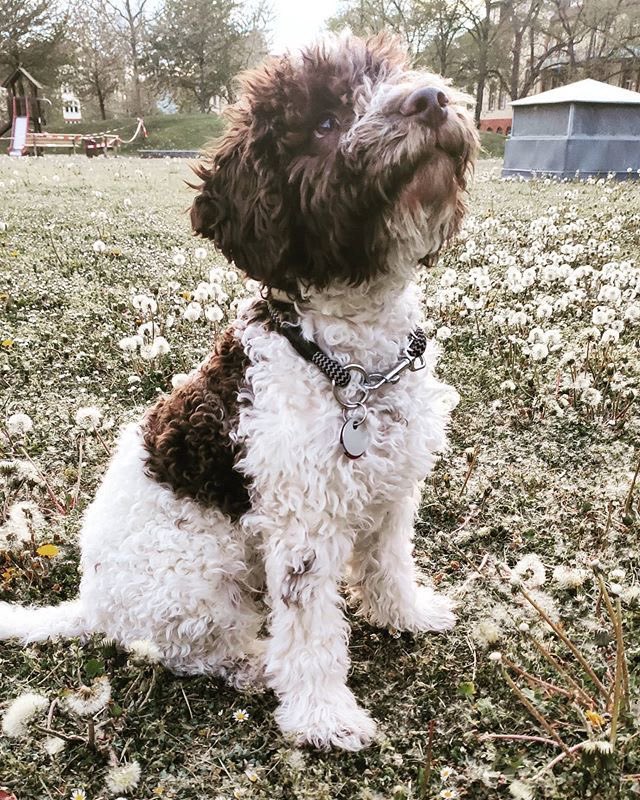 pierre gasly - lagotto romagnola
