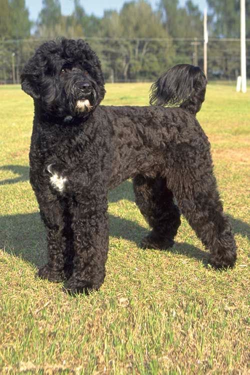 lance stroll - portuguese water dog