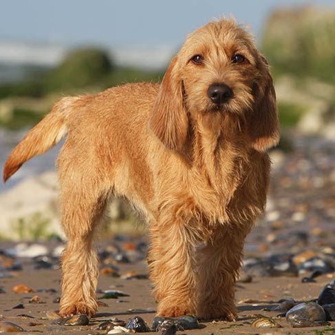 sebastian vettel - basset fauve de bretagne