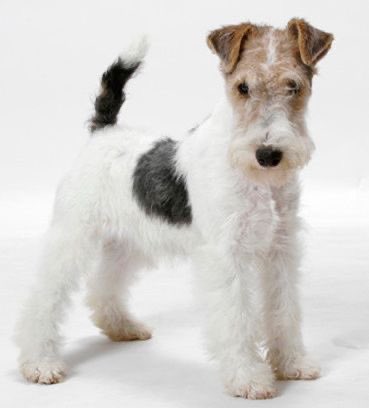 kevin magnussen- wire fox terrier