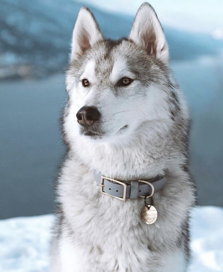 george russell- siberian husky