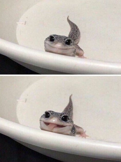 day 101 of jonny as small animals and... 