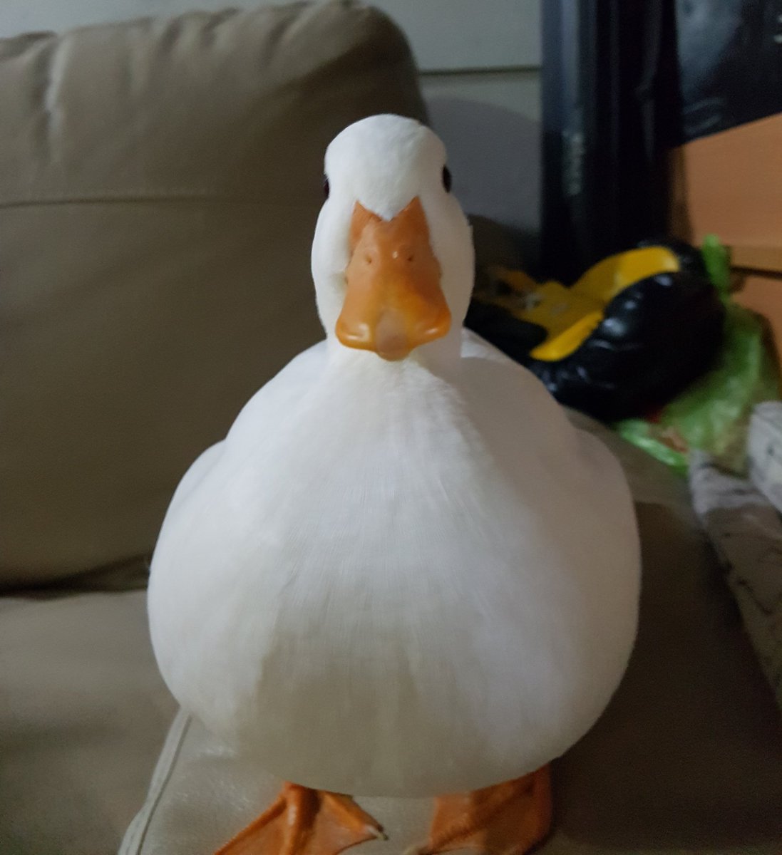 โตขึ้นจะเป็นแบบพี่เป็ดยาง