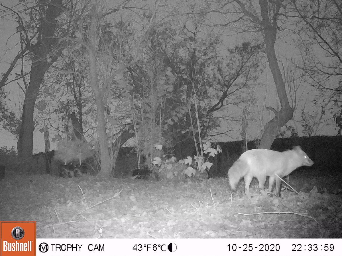 RiverfrontNorth's tweet photo. #WildWednesday - Wild visitors at our Pennypack On The Delaware tree planting site. 🦌 🦊
#wildphilly #delawareriver #hiddenphilly #philly #northeastphilly #phillydeer #phillyfox #pennypack #phillyparks #phillytrails #onthecircuit https://t.co/SK80IAAF0B