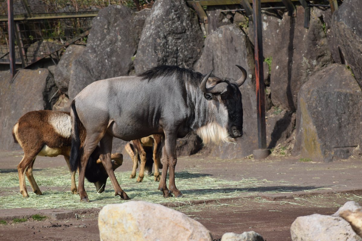 かみやん ホワイトタイガーの親子も良いですが オグロヌーのマサオも良いぞ サバンナの代名詞な彼らは 国内では少数のみ 今見られる機会を見逃すな 伊豆アニマルキングダム オグロヌー かみやん ホワイトタイガーの親子も良いですが オグロヌーのマサオも良いぞ サバンナの代名詞な彼らは 国内では少数のみ 今見られる機会を見逃すな 伊豆アニマルキングダム オグロヌー