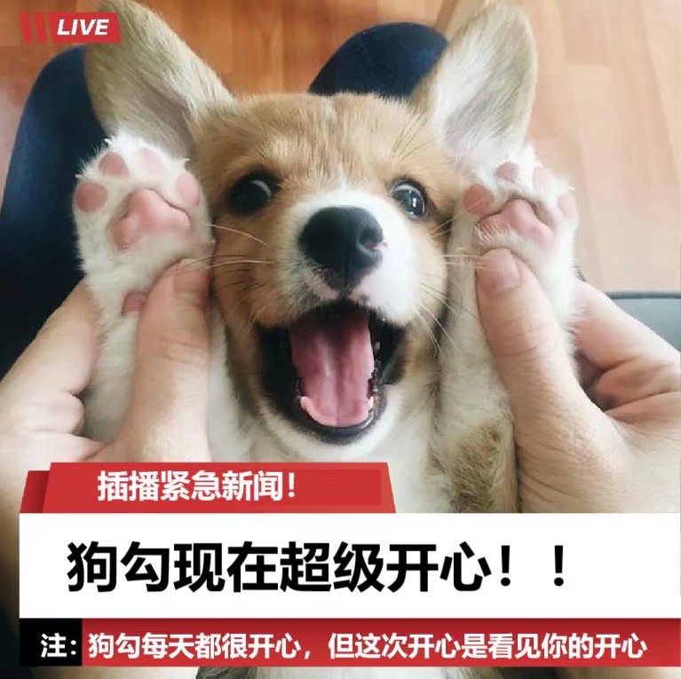 春菊阿诺 Chunjuano Twitter