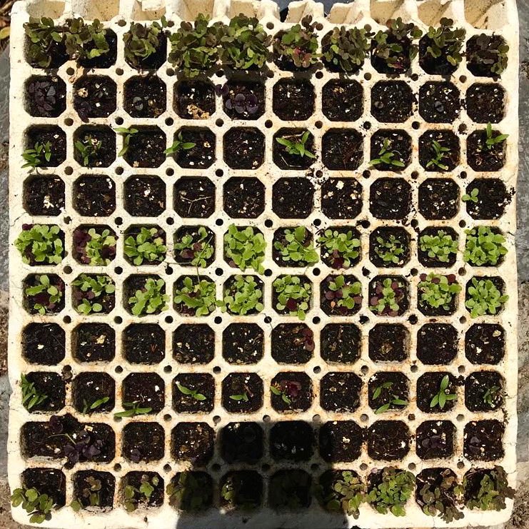 Hydroponology's tweet photo. 🌞 We’re experimenting with growing these edibles in sunlight. This is the progress since planting seeds on 1 November. From the centre rows outwards: Lettuce, Russian Tarragon, Coriander, Opal Basil, Mustard 🥬 https://t.co/tC2jPXJX8k