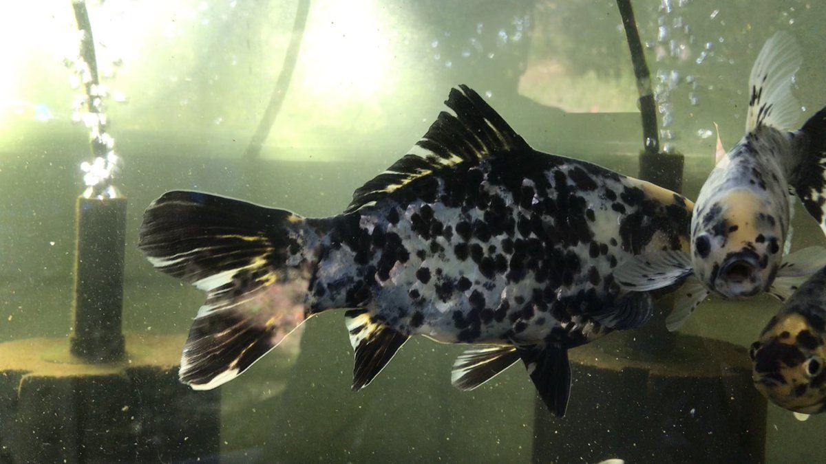 monochrome_fish's tweet photo. 変わり朱文？青錦？白黒金魚？

朱文から派生したとはいえ
ずっとしっくりこなかった

品種としてでは無く表現の上で
ATLANTIS産の緋なし朱文金に

『瑠璃錦』(るりにしき)

と、命名し
千葉から発信していきます

墨があっても無くても
私が選別し残った子は全て
瑠璃錦です

よろしくお願い致します https://t.co/2TfAbttVj5