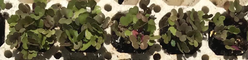 Hydroponology's tweet photo. 🔍 Here’s a closer look at the seeds showing progress at 18 days after planting: Lettuce, Opal Basil, Coriander, and Mustard. https://t.co/Ta4YLg93ut