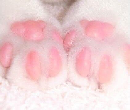 PetOnTube1's tweet photo. Cat 'Toe Beans' 🐾🐾🐾 https://t.co/eFCSQ2wGSu
