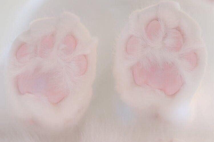 PetOnTube1's tweet photo. Cat 'Toe Beans' 🐾🐾🐾 https://t.co/eFCSQ2wGSu