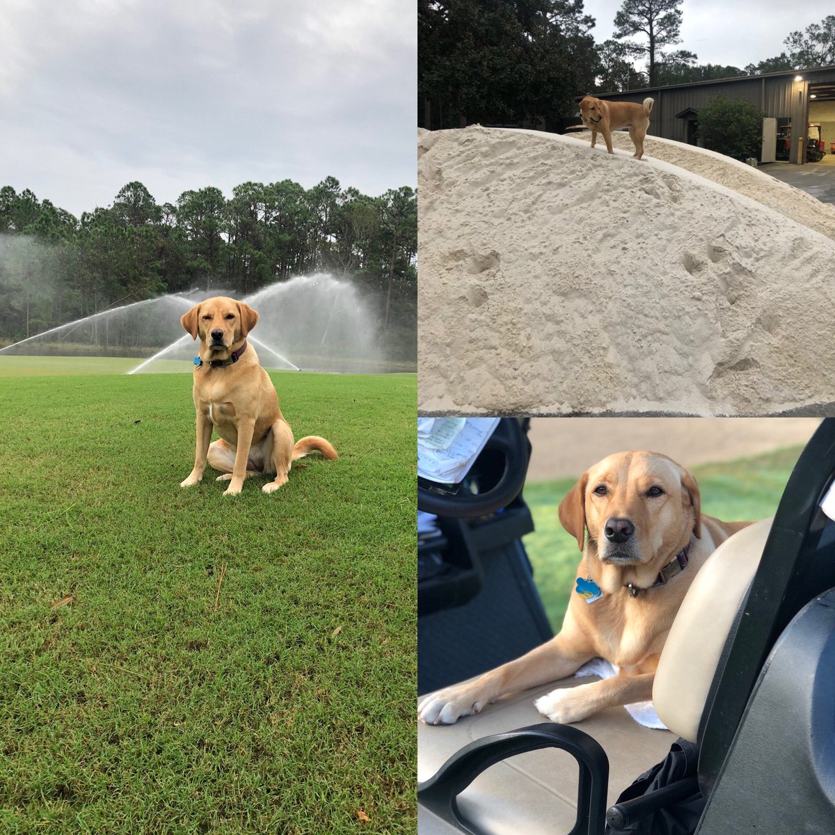 Happy 3rd Birthday to my favorite golf course dog Josie! She’s the best “supervisor” I’ve worked with 😂. <a href="/DogsOfTurf/">Dogs Of Turf</a>