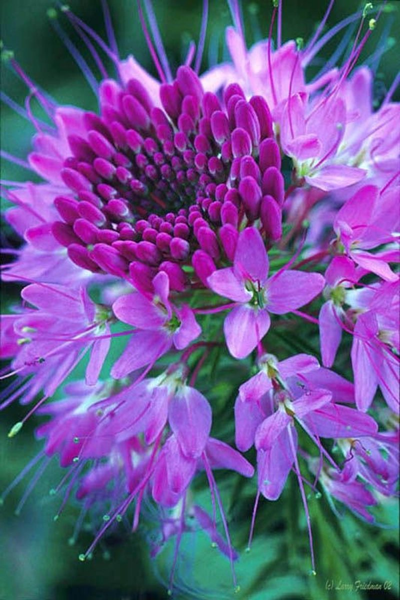 palmstreetapp's tweet photo. Gorgeous Rocky Mountain Bee Plant. 🌺

Download PlantStory to identify plants

iOS: https://t.co/dWuJA1nxkl
Android: https://t.co/VqIS36xgHC

#plantstory 

#Garden #identifyplants #Flowers #FLOWERFLOWER #flowerknows #plants #WednesdayMotivation #WeDoMoreWednesdays https://t.co/JVmtw55hOI