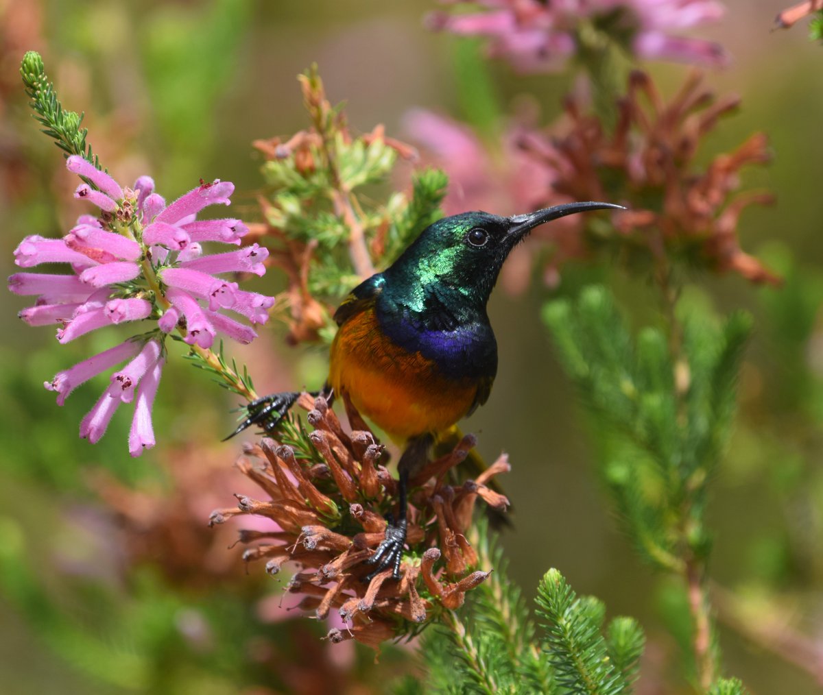 MatthewStadlen's tweet photo. A shout out to birdwatchers and bird photographers across the world. 

Brighten up our timelines by adding one of your favourite bird pictures to this thread. 

This is one of mine - the rainbow-coloured Orange-breasted Sunbird. https://t.co/BNgI4tiZrZ