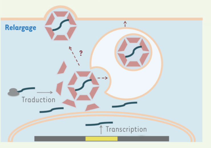 ms_MedSci's tweet photo. Quand une protéine de la #capside des #rétrovirus est recyclée pour transmettre de l'info entre neurones ou à la jonction neuro-musculaire sous forme d’ARN messager. Encore un "bricolage" de la Nature au cours de l'évolution! https://t.co/3ucL1bSDBj #OA @Inserm @InstitutCochin https://t.co/5gX4Heu2mo